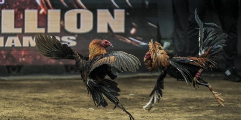 Hồi hộp từng giây với trận đấu đầy mãn nhãn tại đá gà
