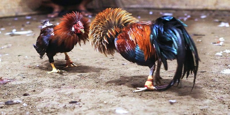 Nhà cái cung cấp đa dạng hình thức chọi gà phổ biến
