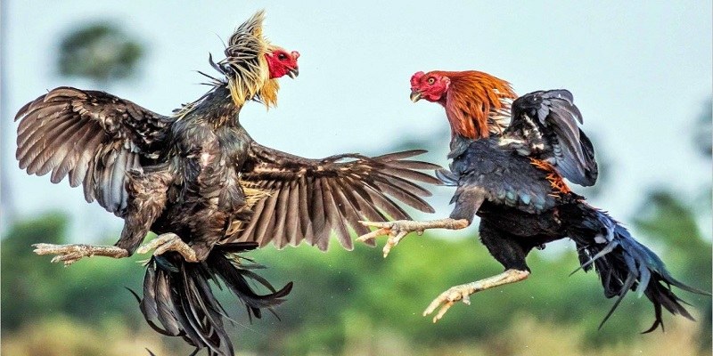 Khám phá chuyên mục đá gà trực tuyến