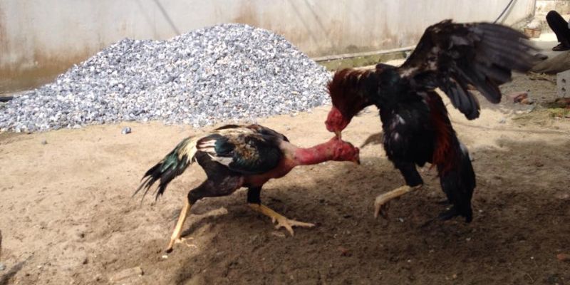Đá gà đòn giải trí hấp dẫn