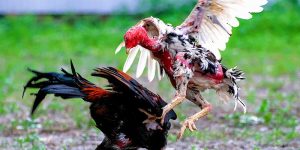 Kinh nghiệm đặt cược đá gà đòn luôn thắng