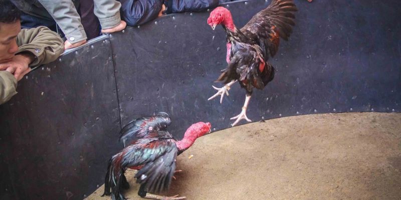 Hình thức chọi gà đòn nổi tiếng
