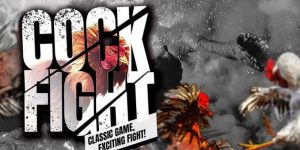 Tổng quan về website đá gà 88 cựa dao cho anh em