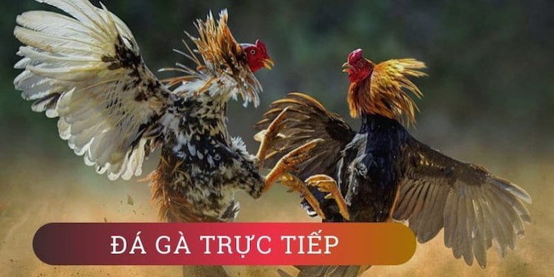 Trực tiếp đá gà 88 đảm bảo không bị giật lag