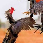 Đá Gà Mộc Hóa nổi tiếng