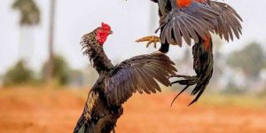 Đá Gà Mộc Hóa nổi tiếng