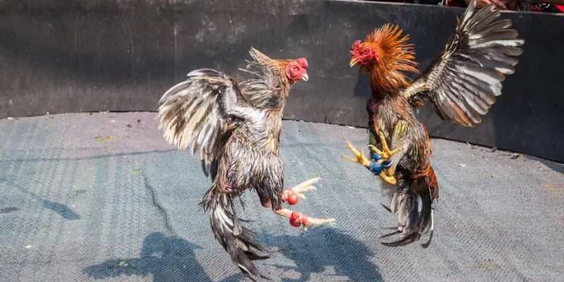 Đá gà Mộc Hóa uy tín tại nhà cái