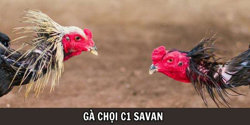 Hướng dẫn cách chơi Trường gà Savan