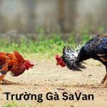Tìm hiểu về Trường gà Savan