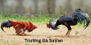 Tìm hiểu về Trường gà Savan
